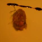 ソラシオ - アミューズ
                                