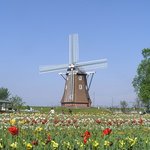 バーベキューガーデンかしわ - あけぼの山農業公園の風車とチューリップ畑