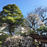 三燈舎 - 神田の2月：青空×白梅