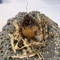 Installation Table ENSO L'asymetrie du calme - 