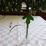 Restaurant Lumiere - テーブルのバラ