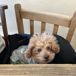 ムームカフェ - 