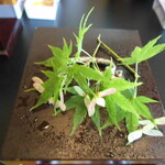 日本料理旬菜旬魚 花琳～かりん～ - 2013.5