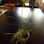 日本料理旬菜旬魚 花琳～かりん～ - 2011.2