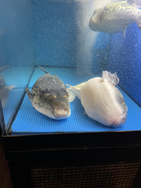 大阪とらふぐの会 キミヨトウキョウ 赤坂 Kimiyo Tokyo 赤坂 赤坂見附 ふぐ 食べログ 大阪とらふぐの会 キミヨトウキョウ 赤坂 Kimiyo Tokyo 赤坂 赤坂見附 ふぐ 食べログ