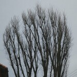 アルバトロス - 