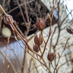 ブーランジェリー スドウ - 