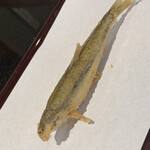 京都祇園 天ぷら八坂圓堂 - 