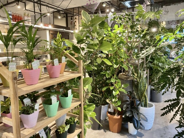 ローランズ ソーシャルアンドスムージーショップ 原宿店 ローランズ Social Flower Smoothie Shop 北参道 カフェ 食べログ ローランズ ソーシャルアンドスムージーショップ 原宿店 ローランズ Social Flower Smoothie Shop 北参道 カフェ 食べログ