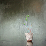 CAFE陽マワリビルヂング - テーブルの上にあった観葉植物をパステル画で．．．なんてな（笑）