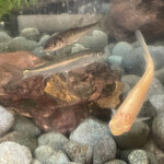 鰻はし本 - 水槽