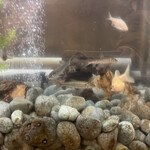 鰻はし本 - 水槽