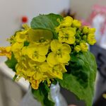 ポポラマーマ - 菜の花お浸し作った一部を鑑賞してますw