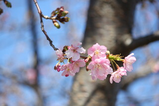 Yasai Resutoran Shounan - 河津桜が咲き始めました。