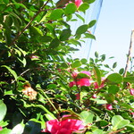 ラーメン二郎 - 近くで咲く椿