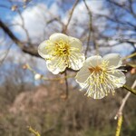 ビストロ ル ブルジョン - 生田緑地の梅、見頃を迎えつつあります