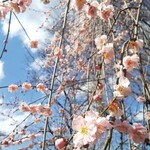 ビストロ ル ブルジョン - こちらも生田緑地の梅