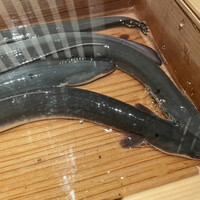 にょろ助 銀座 - 水槽に