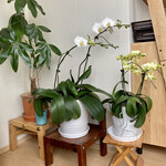 はらへー太 - あまりに茶色ばっかしだから部屋のラン。開花3度目。あっ、コレも…