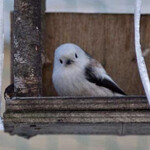 はらへー太 - 友達んちの庭に来てるシマエナガちゃん