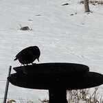 くつきそば 永昌庵 - 