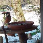 くつきそば 永昌庵 - 
