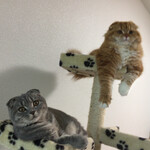 ダ　センプレ - 茶々・COCO