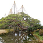 兼六園 寄観亭 - 冬の名物、雄大な雪吊りの松