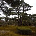 兼六園 寄観亭 - 根上りの松（ねあがりのまつ）