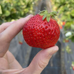 姫路ハートフル観光農園 - 