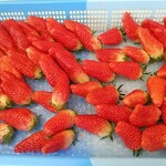 カフェ ラ ローサ - ハウスから収穫したばかりのいちご