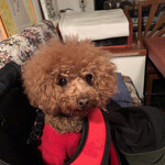 ＭＯＭＩＮＯＫＩ ＨＯＵＳＥ - 満足のシェリ