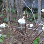 アルカナイズ - 外観（庭の花）