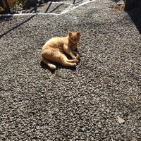 伊豆高原 城ケ崎温泉 花吹雪 - 