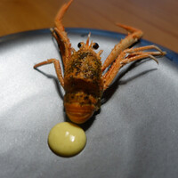 メゾン ケイ - 腰折海老