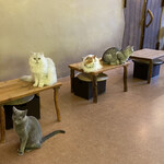 Cat Cafe てまりのおうち - かかし&もっぷも来ました