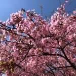 Pathisuri Madamu Toki - 今年初めての桜は満開だった。そしてこの日を境に激しく目が痒くなった。