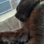 キャットカフェ ねこびやか - 