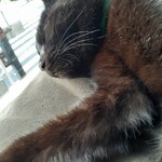 キャットカフェ ねこびやか - 