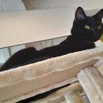 キャットカフェ ねこびやか - りりしかわいい♡