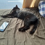 キャットカフェ ねこびやか - リラックスモード♪