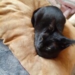 キャットカフェ ねこびやか - ブレちゃった(笑)