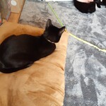 キャットカフェ ねこびやか - 棒で遊ぶ？？？