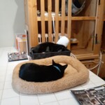 キャットカフェ ねこびやか - ねるよ～