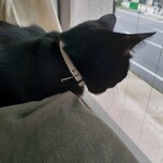 キャットカフェ ねこびやか - お外を眺めるにゃんこ