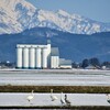 割烹 香乃葉 - 途中、白鳥の群れに遭遇