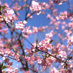 メヌエット - 近所の公園の河津桜です