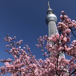 元祖 釜めし春 - もう、桜か咲いている