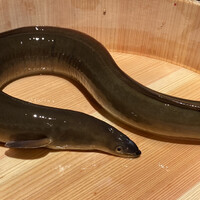 炭焼 うな富士 有楽町店 - 天の青うなぎ(1匹) ¥13000/2人前
