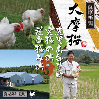 【自慢の地鶏】薩摩極み鶏「大摩桜（だいまおう）」
